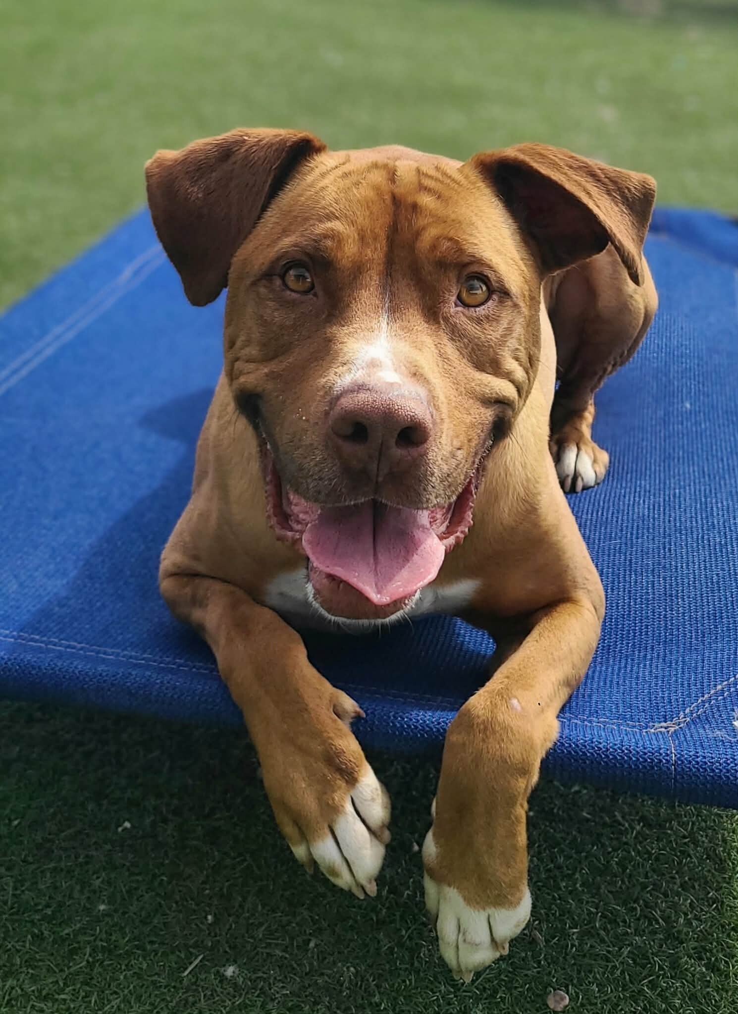 Picture of the Animal Listed